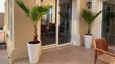 Washingtonia Palm Each