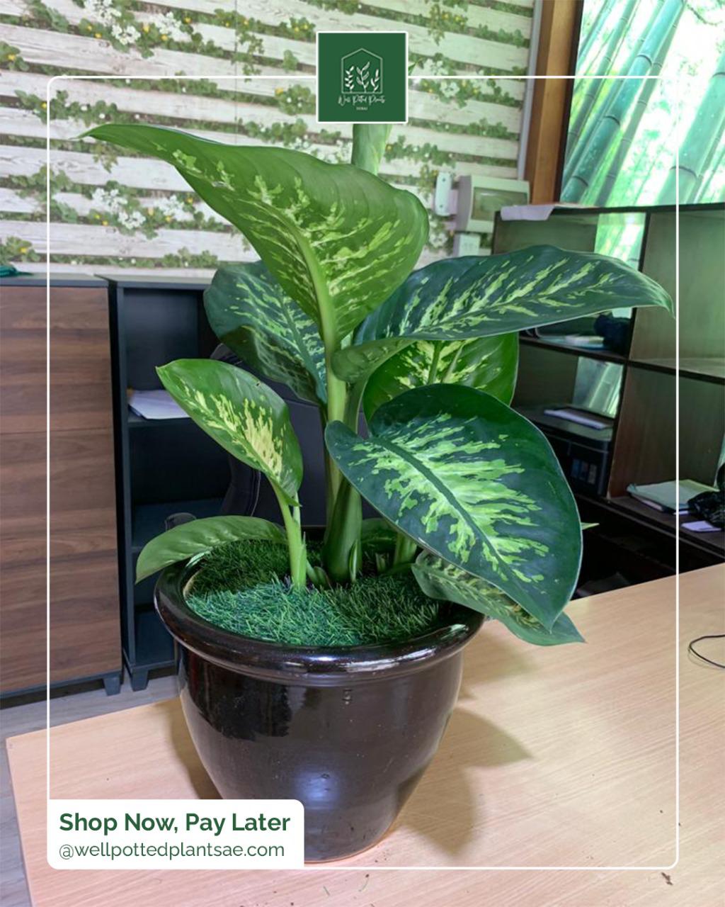 Morning Dew Dieffenbachia