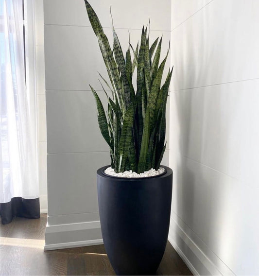 Snakeplant in Black Matte