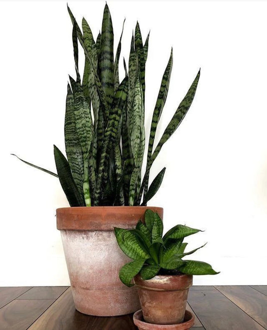 Sanseveria Bundle