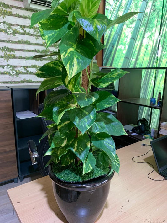 Holland Money Plant Medium NEW