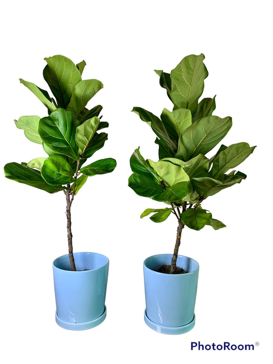 Fig Tree Each