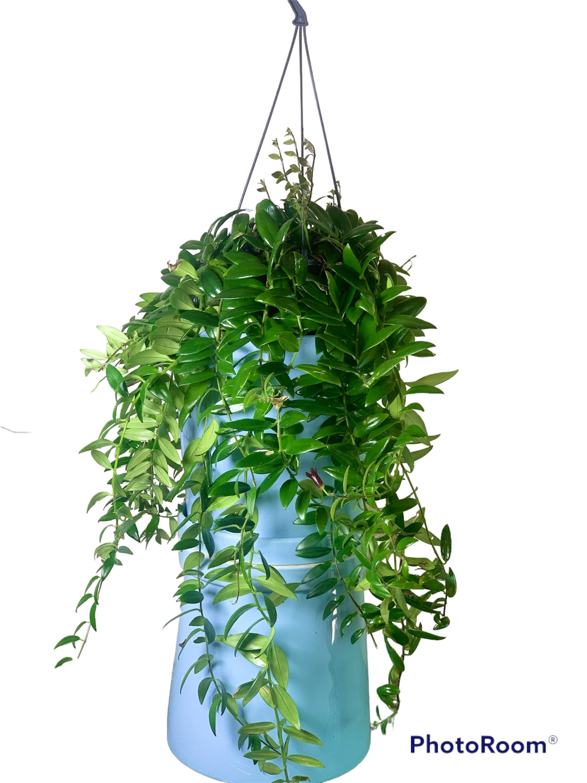 Lipstick plant