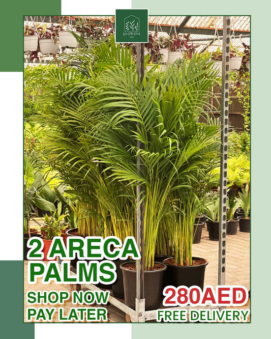 Bundle 2 Areca Palm in Nursery Pot