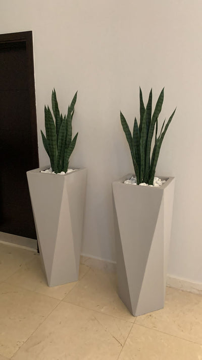 Sanseveria in Designer Pot Each