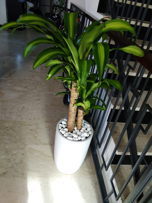 Double Head Fortune Plant (Premium)