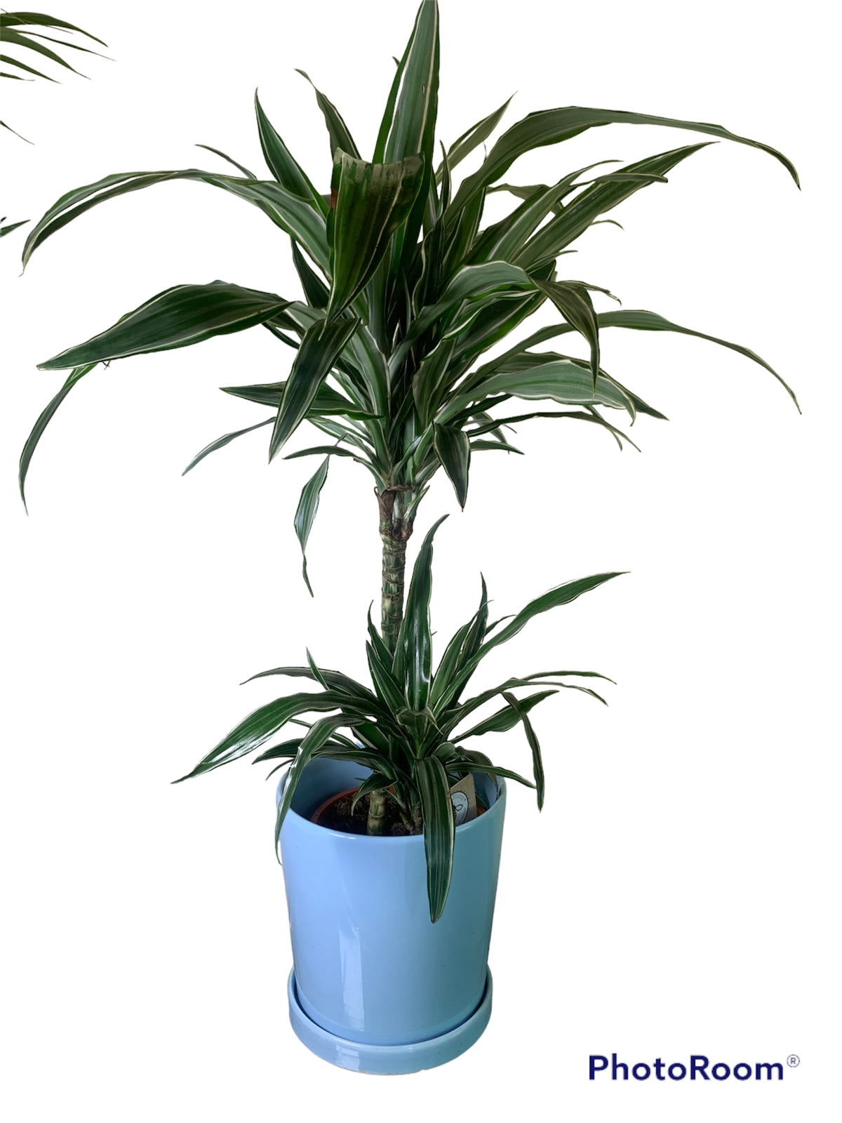 Holland Dracaena