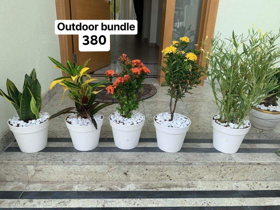 WOW Outdoor bundle (5plants)