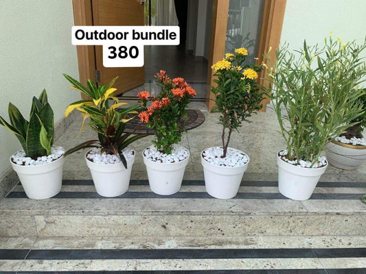 Outdoor bundle (5plants)