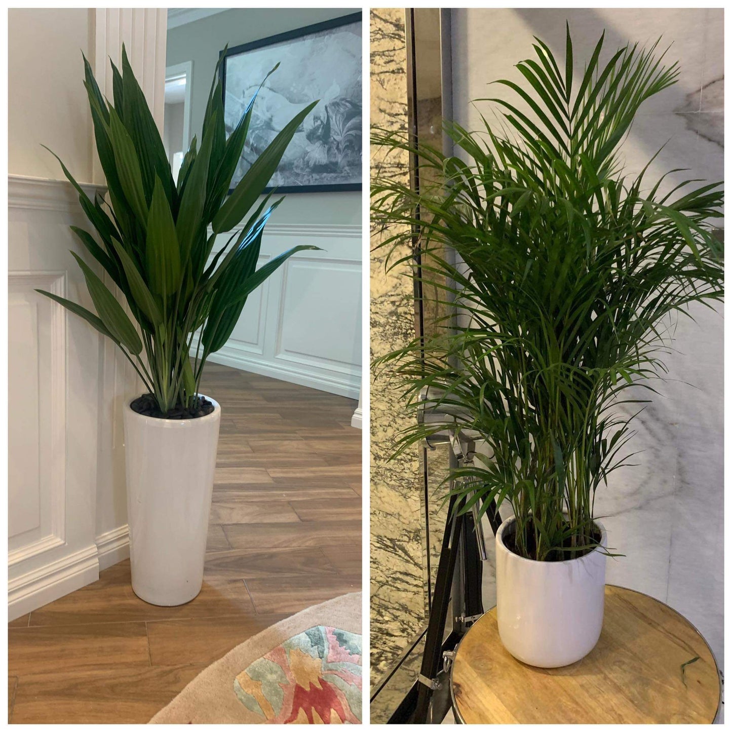 Office Plant Bundle Aspiradas and Areca ( Height 130cm )