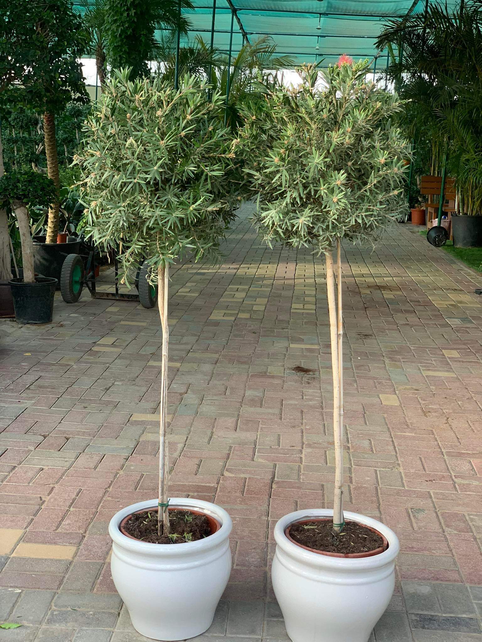 Outdoor Plants Spanish Olive Madeira bundle