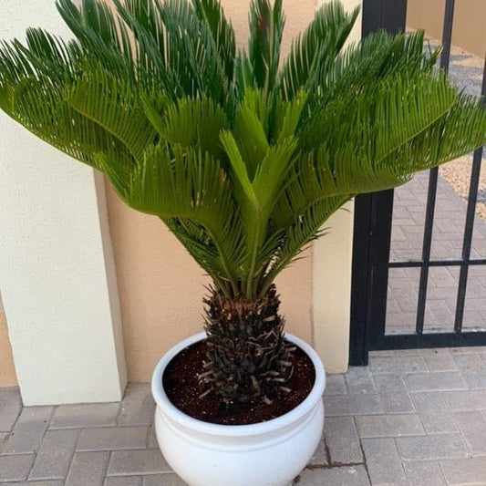 Sago Palm(outdoor)