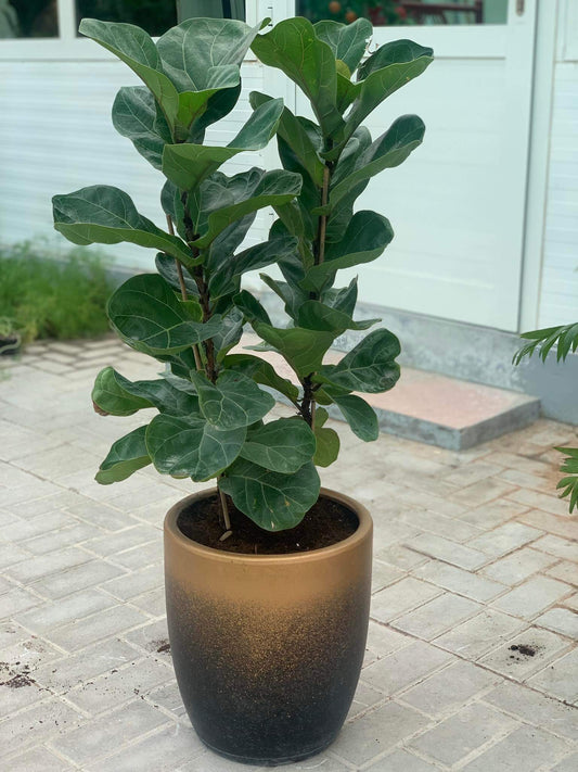 Fiddle Plant (3pcs)