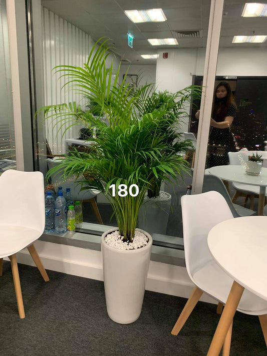 Areca Palm Medium (180cm size)