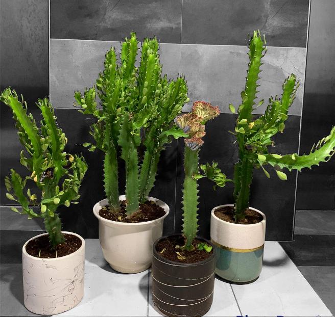 Cactus Indoor or Outdoor (each)