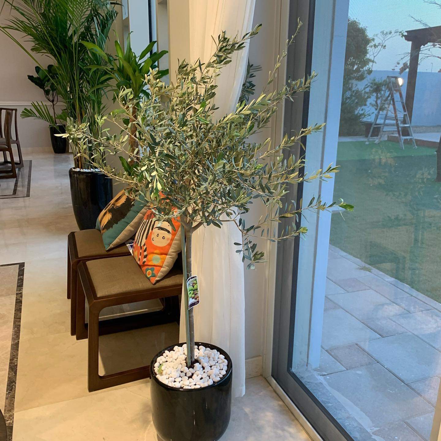Office Plant Olive Tree Medium