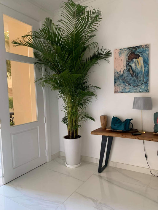 8-10feet Areca Palm.in white