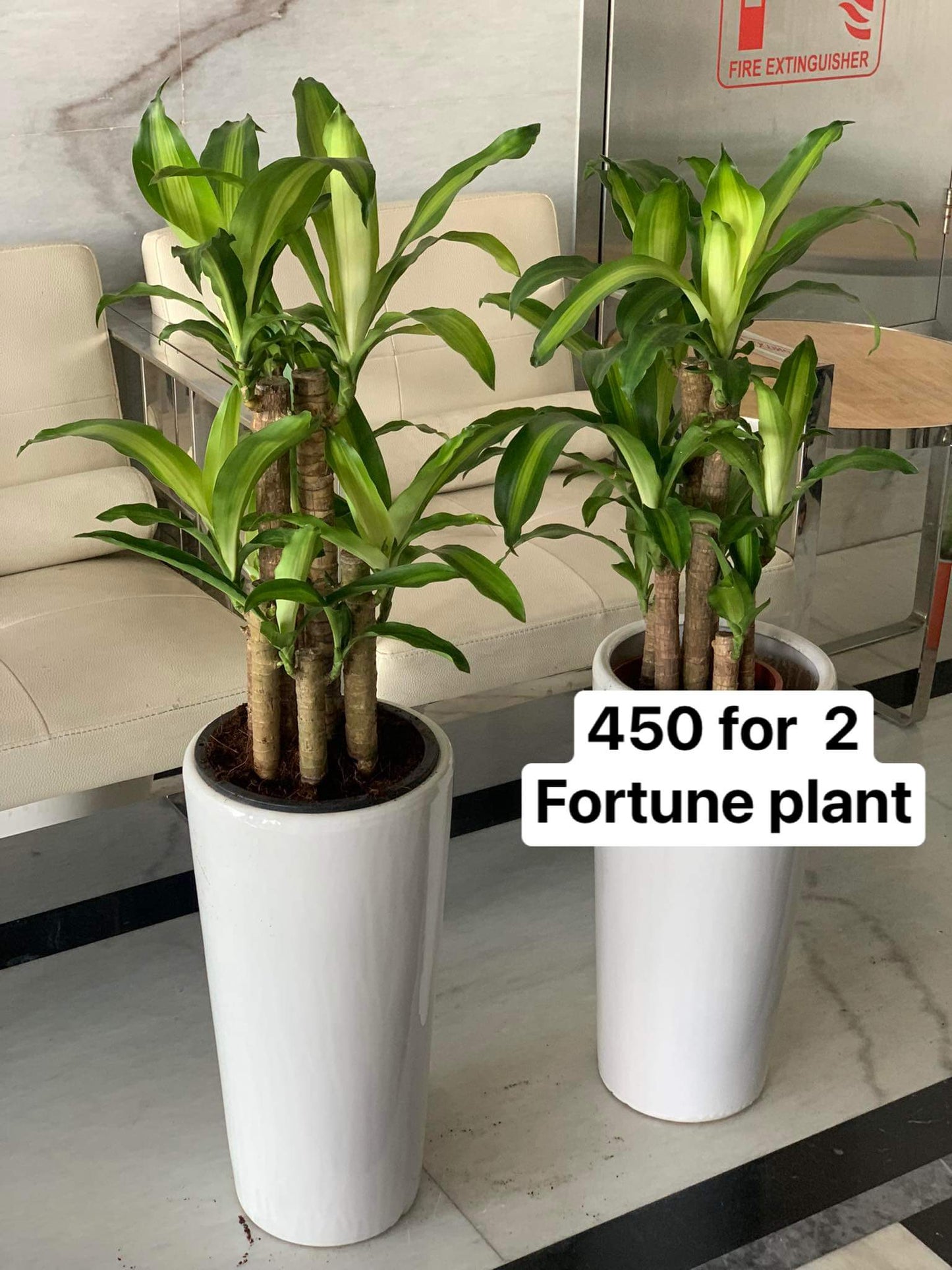 Fortune Plant Bundle (2pc)