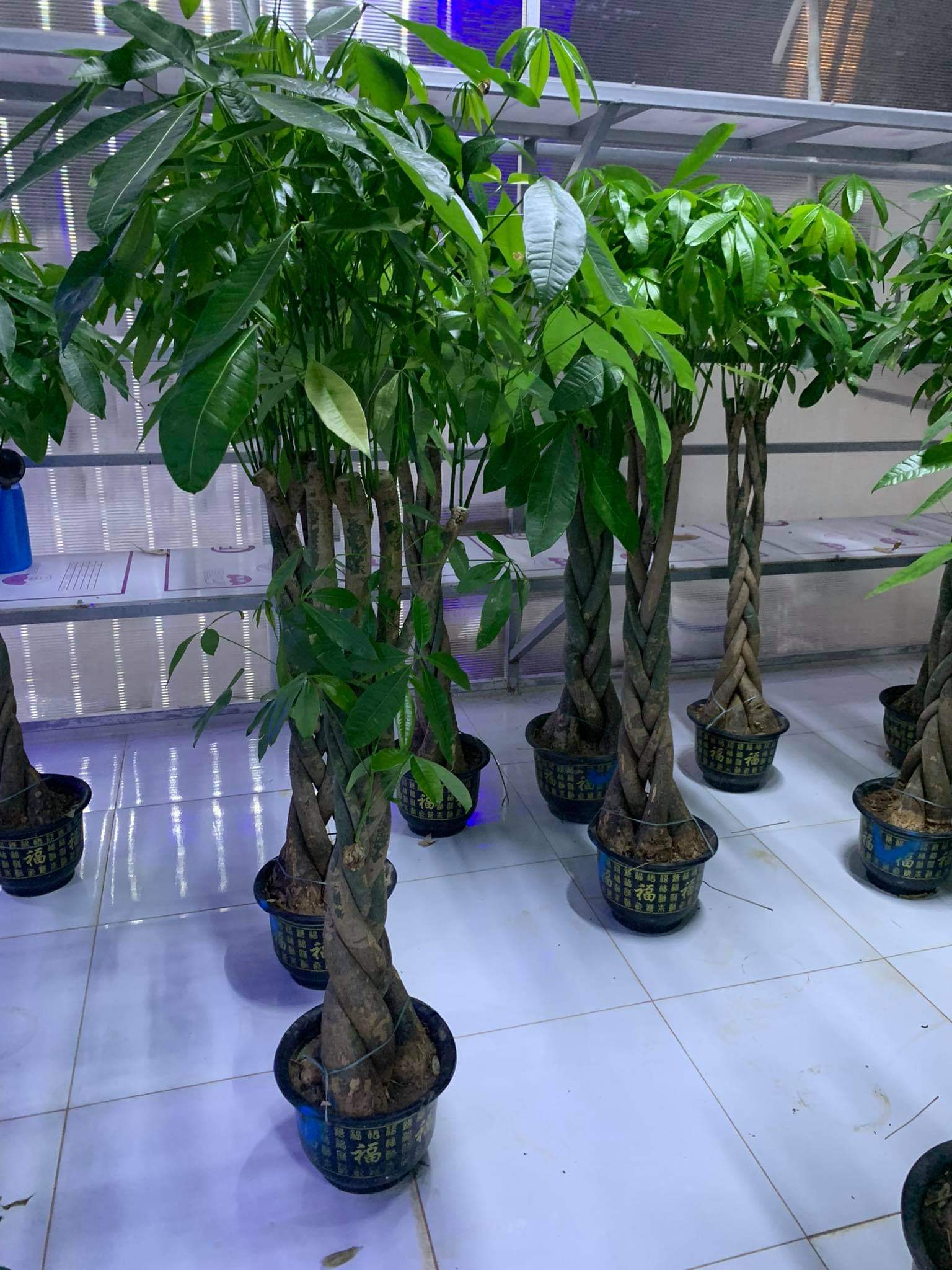 Braided Pachira Money Tree ( 150cm to 160cm) premium