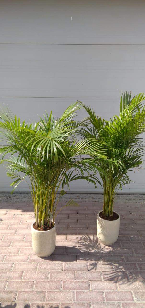 Twin Areca Bundle