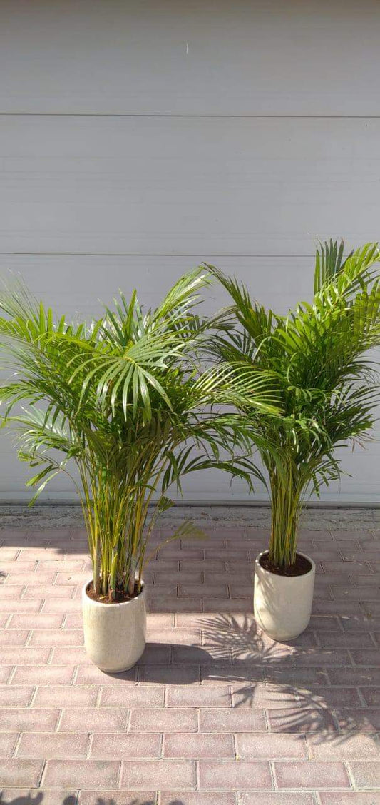 Office Plant Areca palm ( 130cm ) Bundle