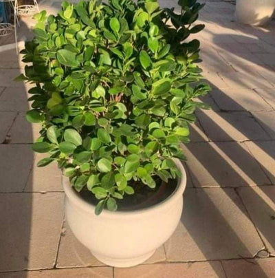 Round ficus Outdoo4 Plant