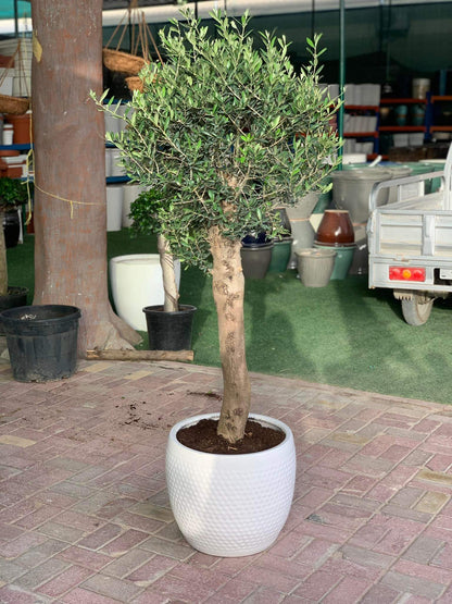 Premium Olive from Italy Sale! ( 180cm )