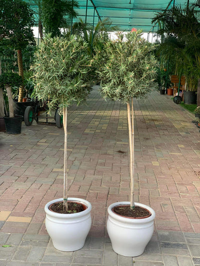 Outdoor Plants Spanish Olive Madeira bundle