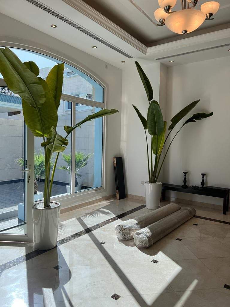 Indoor Plants Travellers Palm Bundle XL (3m)