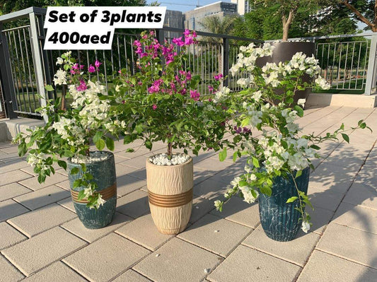 Bougainvillea (3pc) Bundle