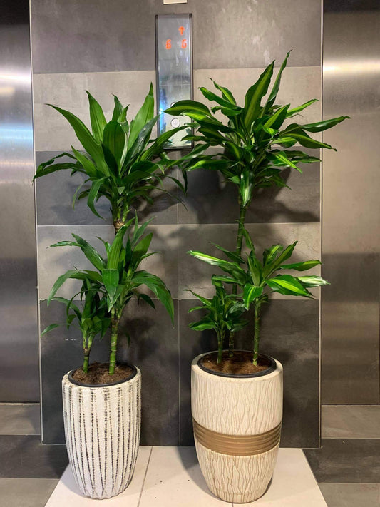 Office Plant Bundle (2pc) Indoor Plant
