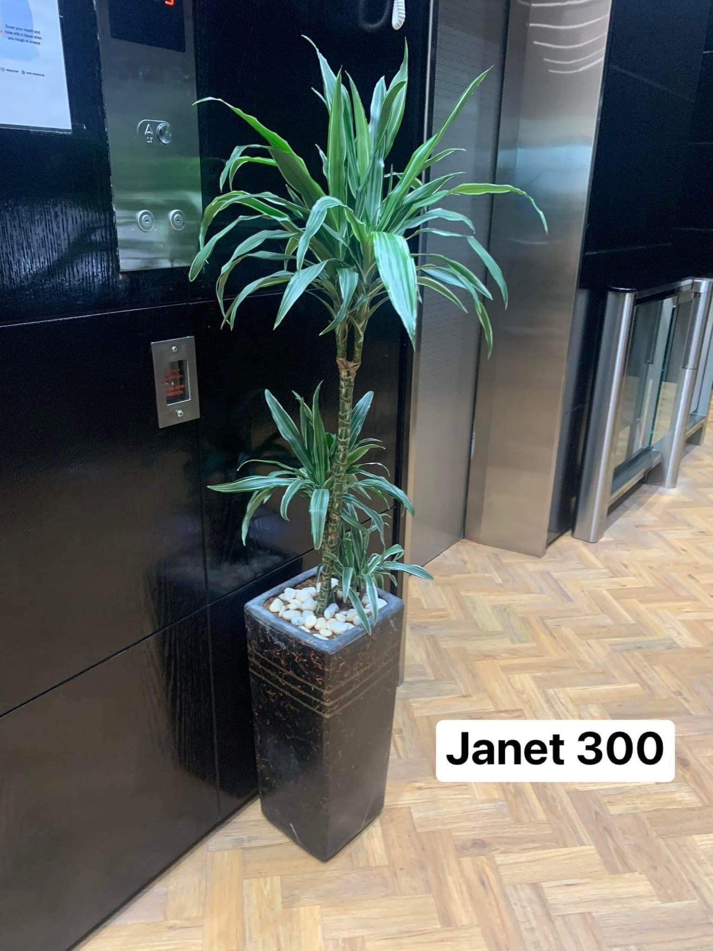 Holland Plant Janet