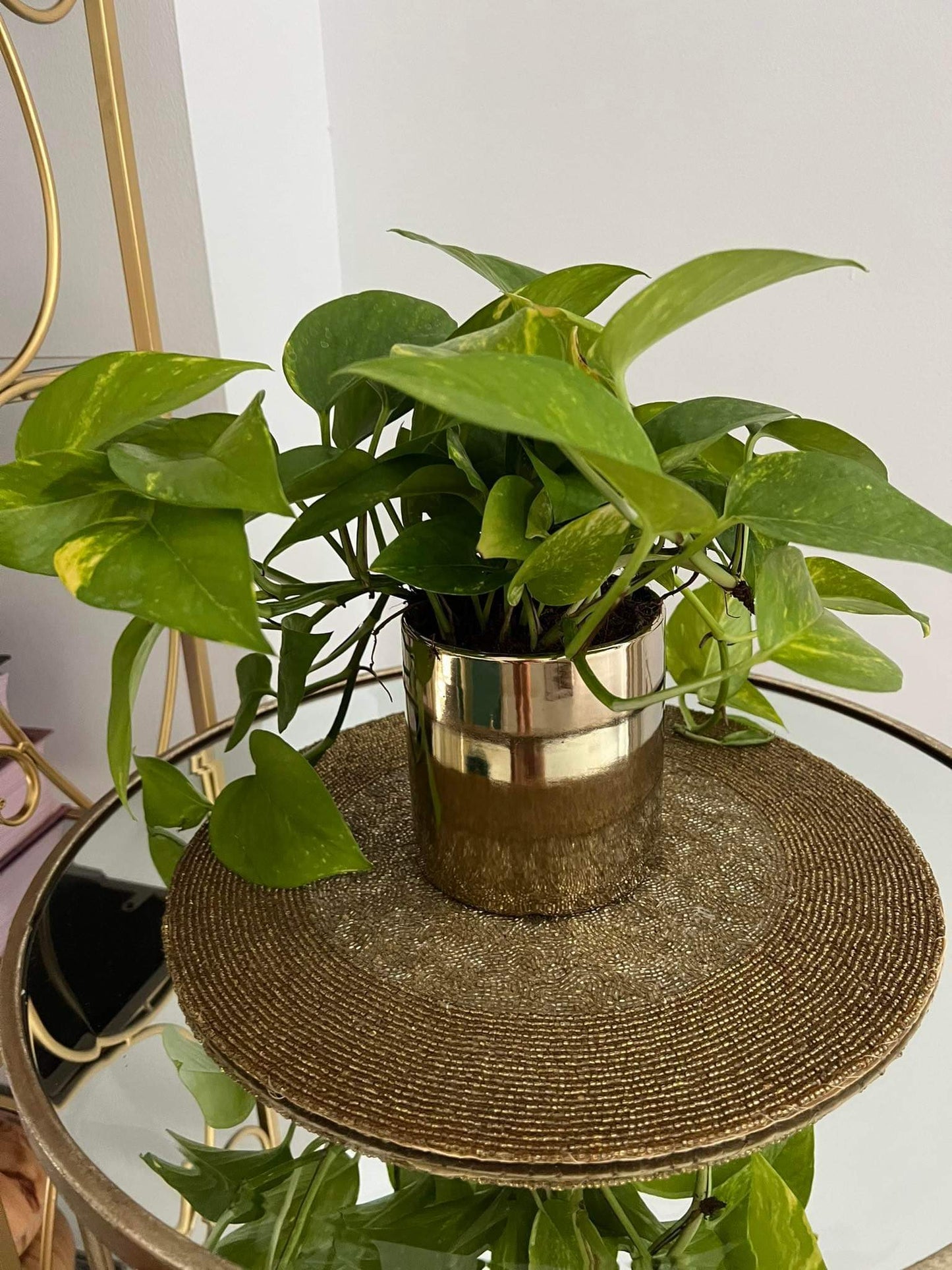 Money Plant in gold pot NEW