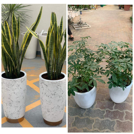 Office plants bundle