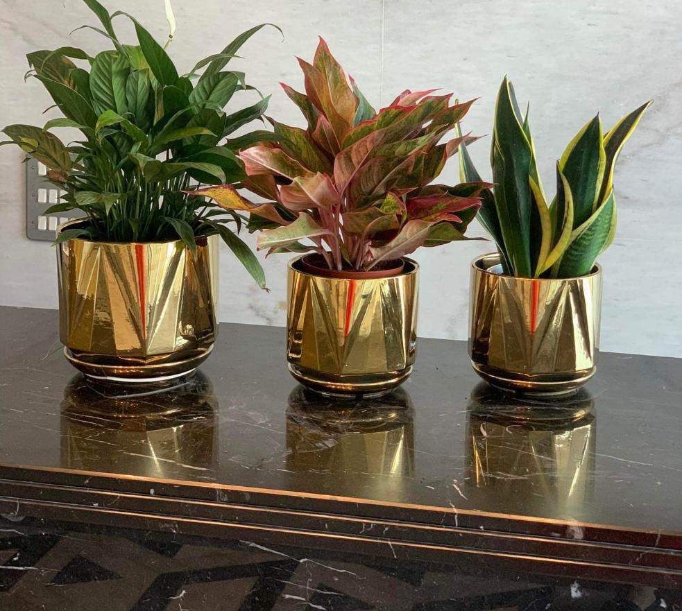 Office Plants Table Plant  Bundle 3pc in gold