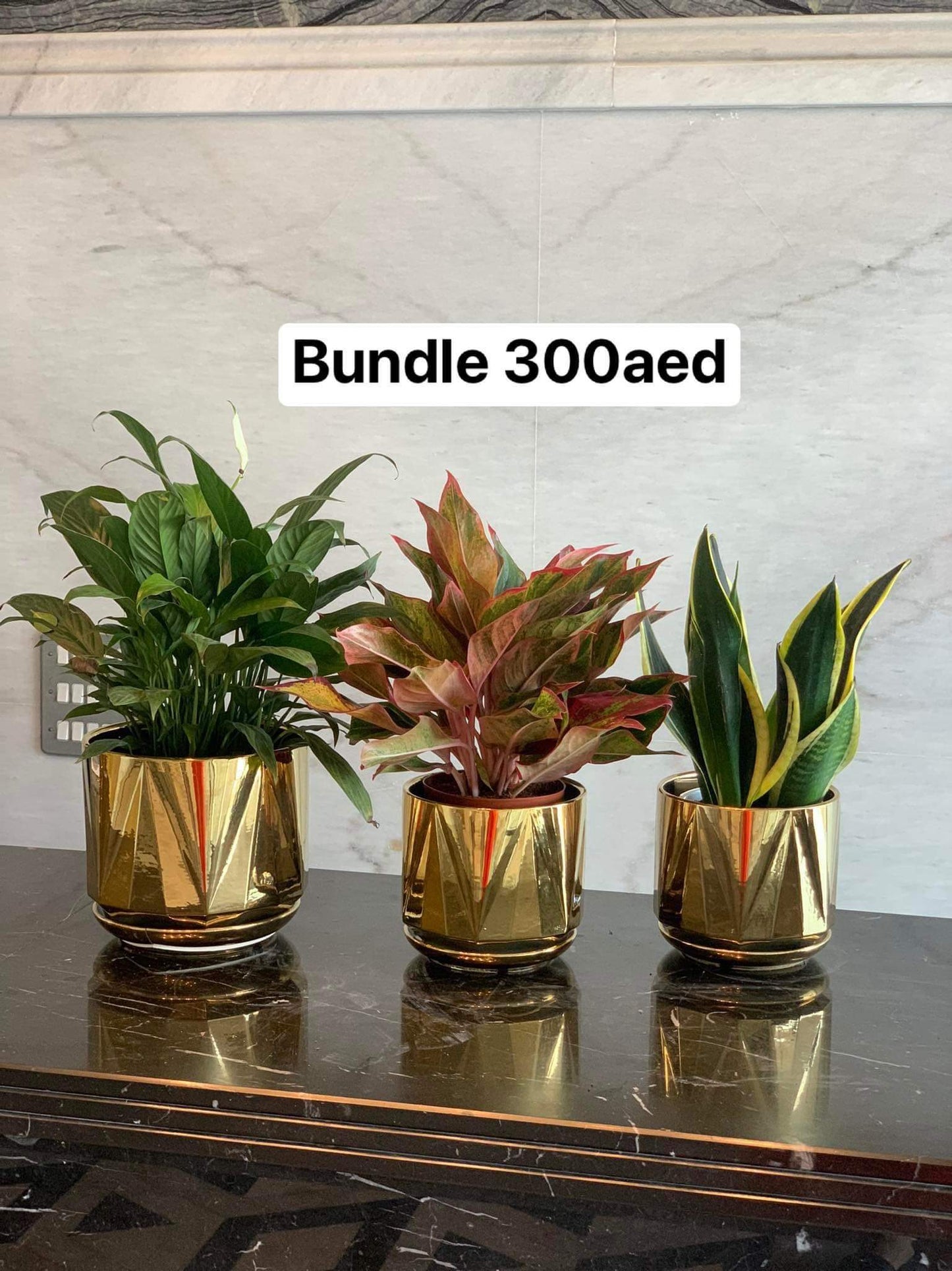 Table Plants bundle (3pc)