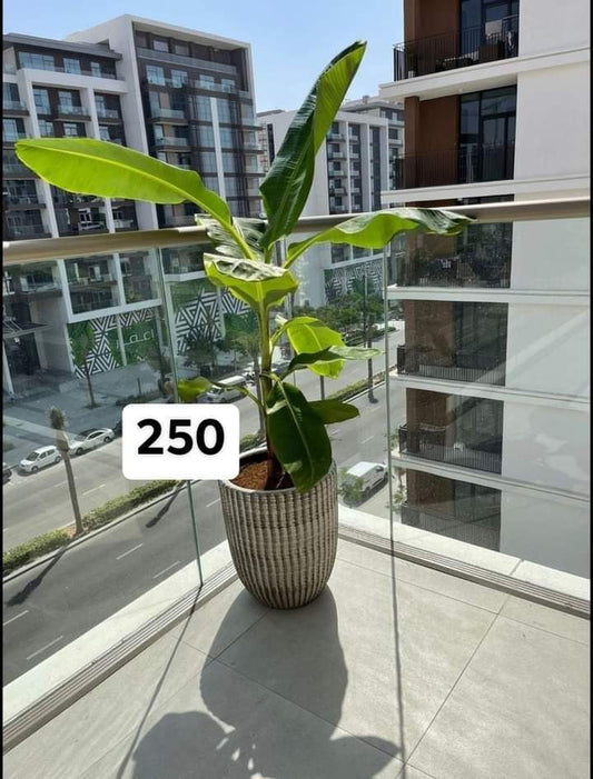 Banana Tree Outdoor