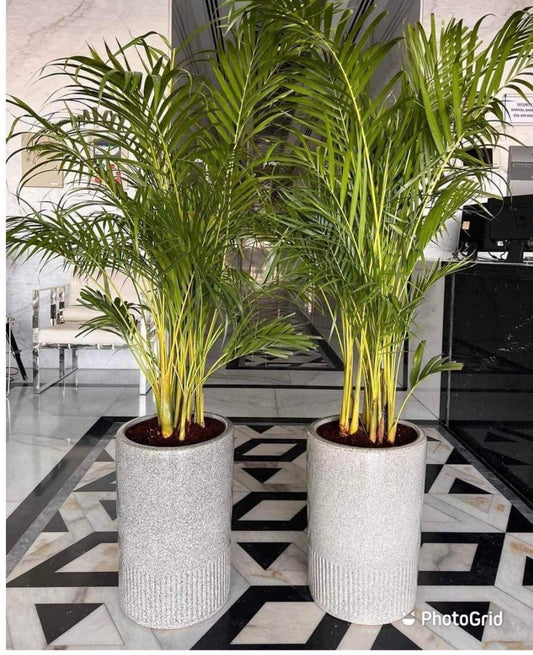 Office Areca Bundle Plants in Grey