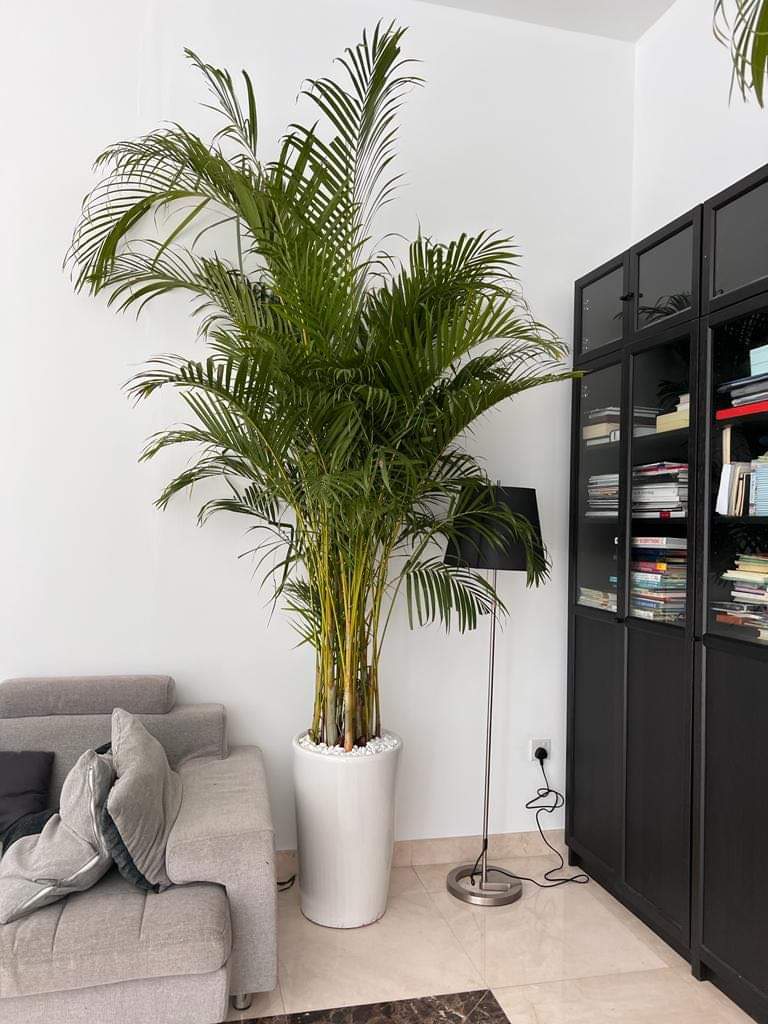 Office plants Areca Big Bundle (2.5m to 3m)