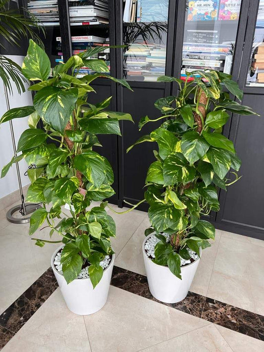 Office Plant Big Money Plant Bundle