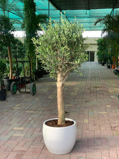 Premium Olive from Italy Sale! ( 180cm )