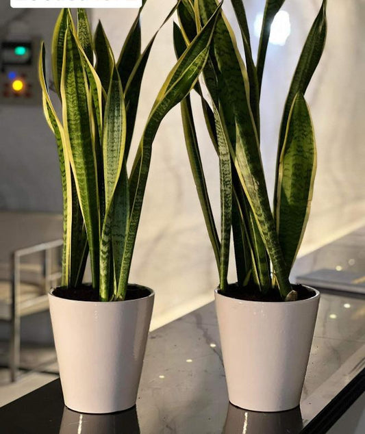 Snakeplant bundle of 2 in white