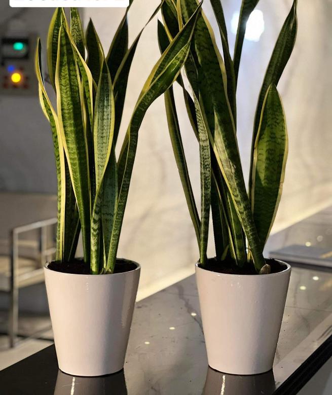 240DH Snakeplant bundle of 2 in white