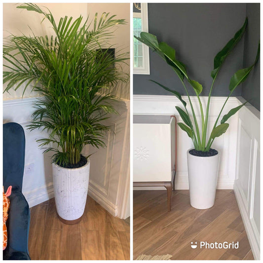 Office Travellers Palm with areca