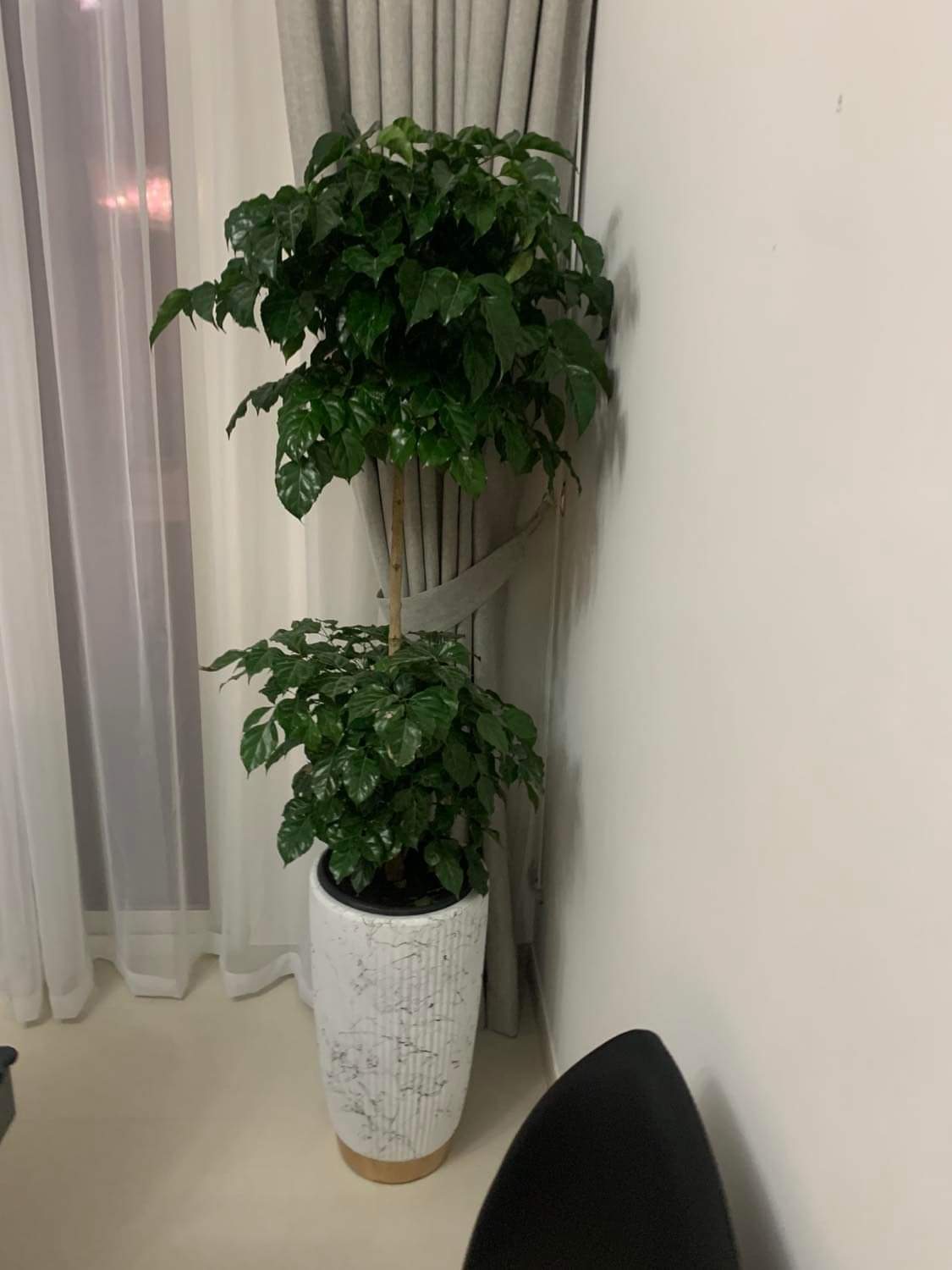 Office Plant Chinadoll