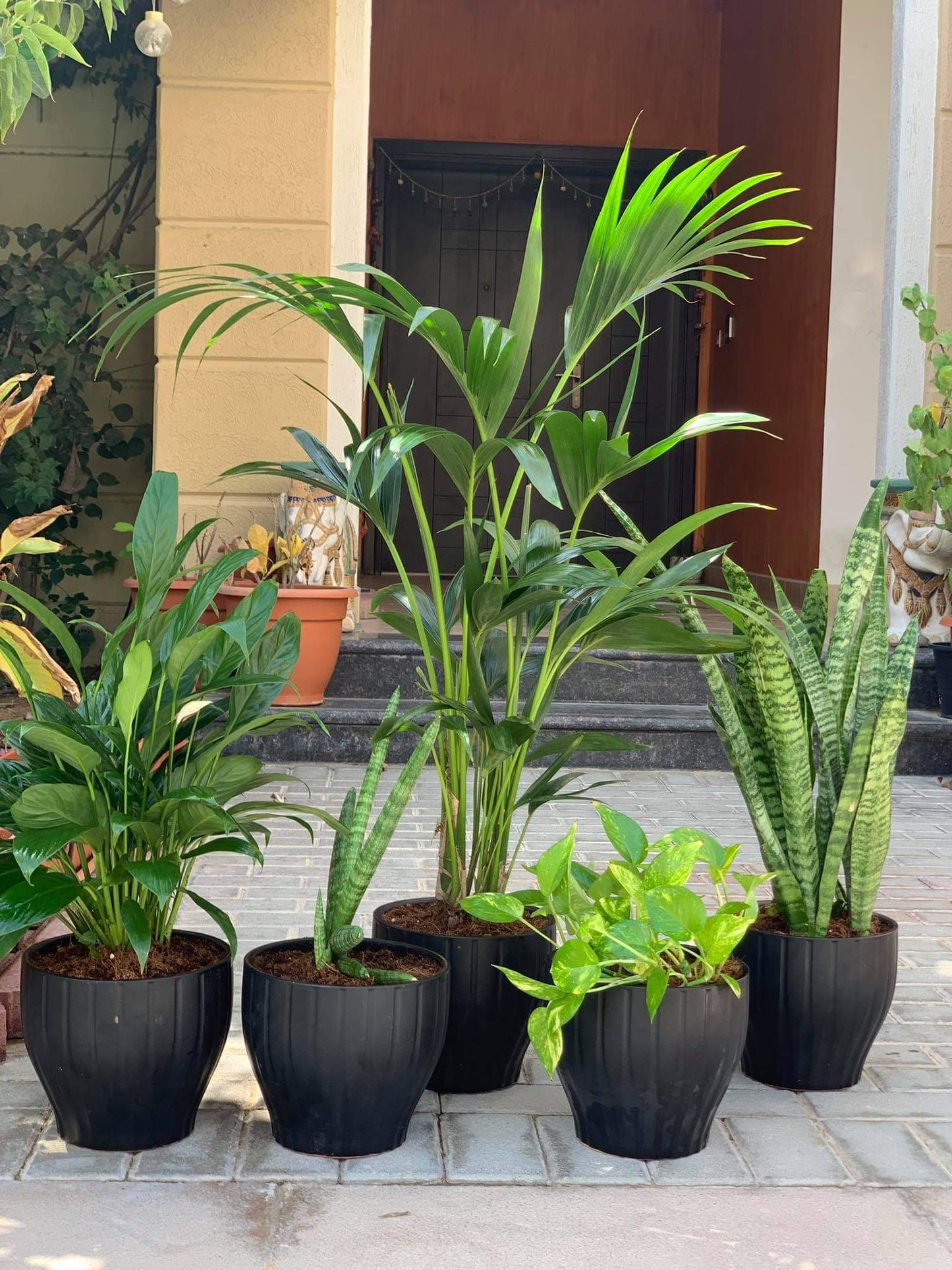 air purifying bundle plants