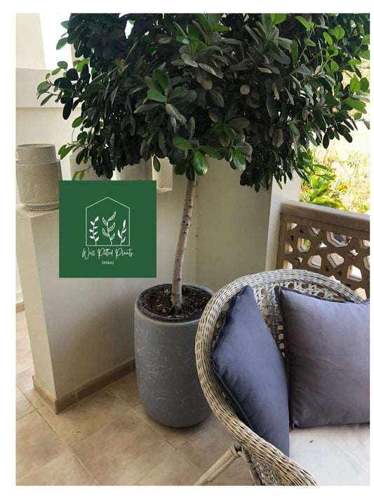 Ficus Big Head ( 170cm )