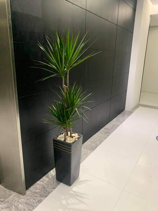 Dracaena