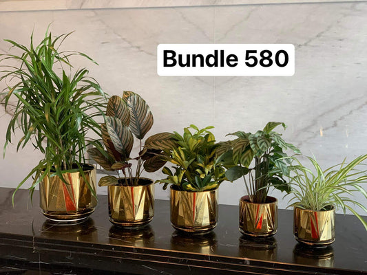 table plant bundle