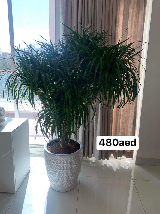 Office Plant Yukka Dracaena Big